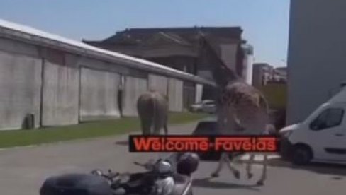 SLON I ŽIRAFA POBEGLI SA SNIMANJA FILMA: Traže ih i karabinijeri - nesvakidašnja situacija u Rimu (VIDEO)