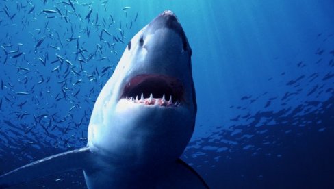СТОПАЛО МУ ЈЕ ОТКИНУТО, СВУДА КРВАВЕ РАНЕ: Снимљен тренутак пре напада ајкуле, хорор на плажи у Аустралији (ВИДЕО)