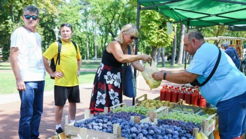 KIŠA JE LOZI I BOLEST DONELA: Vinogradarima sa severa Vojvodine vremenske prilike nisu išle naruku