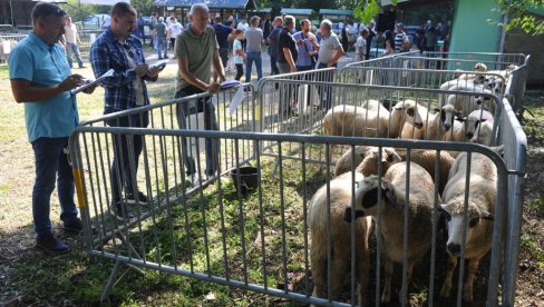 ОДГАЈИВАЧИ НА ОКУПУ: У Обрви код Краљева одржана прва изложба оваца сјеничке расе