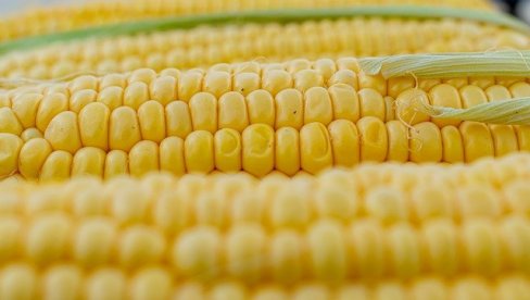 ПРОДУКТНА БЕРЗА: Највише се трговало кукурузом