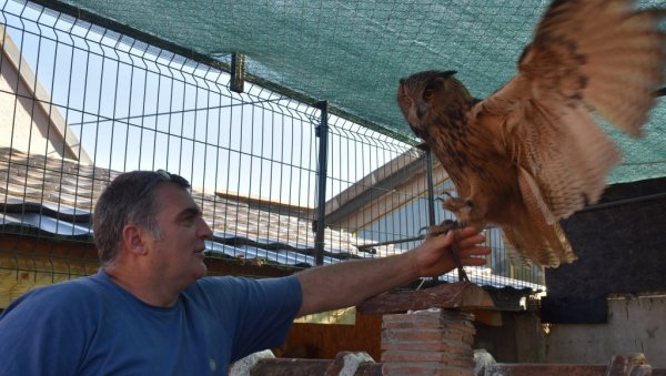 ВЕСЕЛИН ИМА НЕОБИЧНОГ КУЋНОГ ЉУБИМЦА: Гаји буљину, највећу врсту европске сове и једну од највећих на свету (ФОТО/ ВИДЕО)