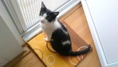 МАЧАК ДЕЛИКВЕНТ: Францускиња мора да плати казну од 1.250 евра јер је њен мачак ишао код комшије