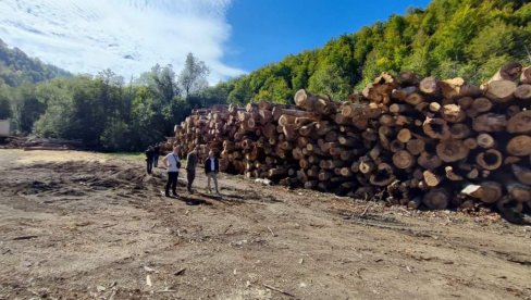 АБАЗОВИЋ ОБЈАВИО РАТ ШУМАРСКОЈ МАФИЈИ: Шумокрадице држави отеле милијарду