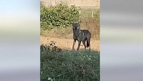 VUKOVI POSTALI SVE ČEŠĆI GOSTI: Nesvakidašnji prizori u Hrvatskoj, meštani zabrinuti (VIDEO)