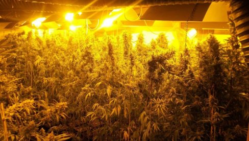 AKCIJA MUP SRBIJE : U Mladenovcu i Topoli zaplenjeno 20 kg marihuane