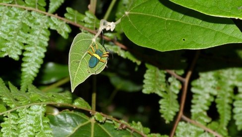 MISLILI SU DA SU IZUMRLI: Pronađene dve vrste sisara