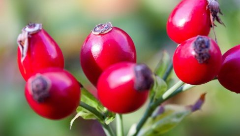 U OVOME SVI GREŠE KADA KUVAJU ČAJ OD ŠIPKA: Tako mu uništavaju sve vitamine U OVOME SVI GREŠE KADA KUVAJU ČAJ OD ŠIPKA: Tako mu uništavaju sve vitamine