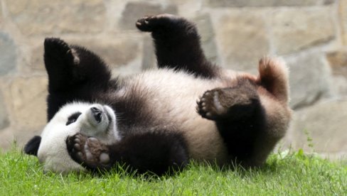TENZIJE SE NE SMIRUJU: DŽinovske pande vraćene iz Vašingtona u Peking, zbog napetih odnosa dve sile