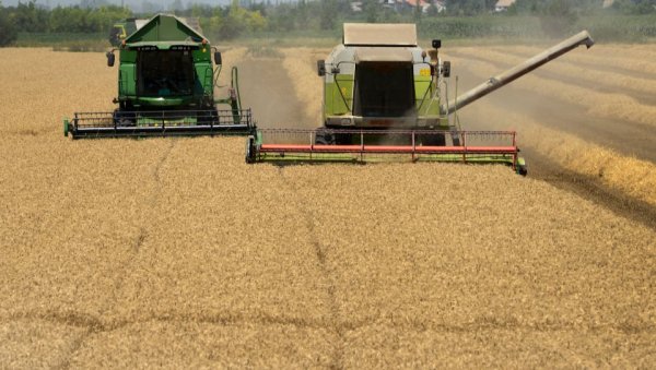 ПУНИ МАГАЦИНИ  ГАРАНЦИЈА СИГУРНОСТИ: Иницијатива за ургентни откуп 150.000 тона пшенице