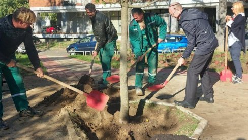 SREĐEN PARK U BLOKU 21: Zelena površina u Bulevaru Mihajla Pupina ulepšana sa 243 ukrasna žbuna