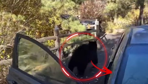 MEDVED NAPRAVIO HAOS U AUTOMOBILU: Hrabri čuvar ga najurio - vidite šta je ostalo iza njega (VIDEO) MEDVED NAPRAVIO HAOS U AUTOMOBILU: Hrabri čuvar ga najurio - vidite šta je ostalo iza njega (VIDEO)