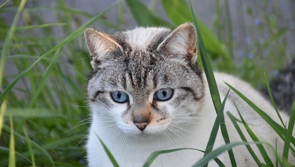 ПОТЕРА ПРЕКО ЛОКАТОРА НА ОГРЛИЦИ: Мачка путовала 70 километара испод хаубе аута, ево у каквом је стању