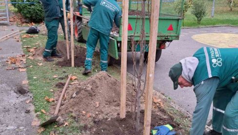 POČELA VELIKA AKCIJA SADNJE DRVEĆA I UKRASNOG ŠIBLJA: Novi Sad zeleniji i lepši uz 6.000 novih stabala  (FOTO)