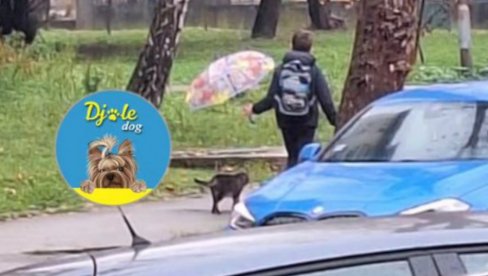 BRAVO DUŠO, BIĆEŠ TI DOBAR ČOVEK: Srbija ponosna na dečaka iz Čačka, sreo uličnog mačka pa uradio nešto fenomenalno (FOTO)