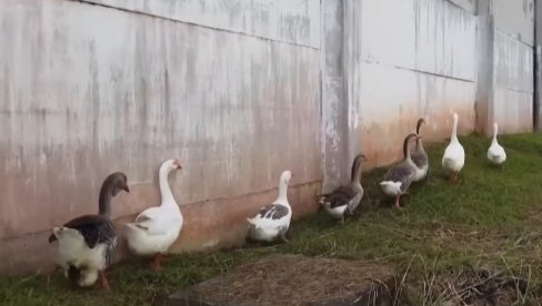 LJUDI I PSI ČUVARI SU PREVAZIĐENI: Pogledjate koje životinje motre na opasne kriminalce da ne bi pobegli iz zatvora (VIDEO)