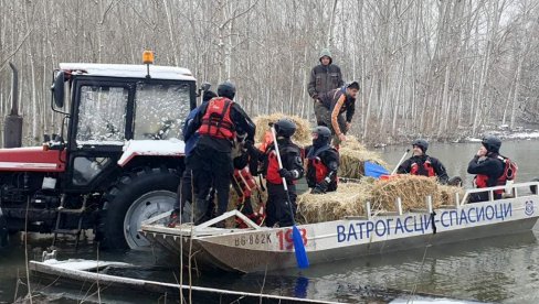 ŠTA ĆE BITI SA ŽIVOTINJAMA NA KRČEDINSKOJ ADI: Država rešava problem - postavlja se skela za spas (FOTO)