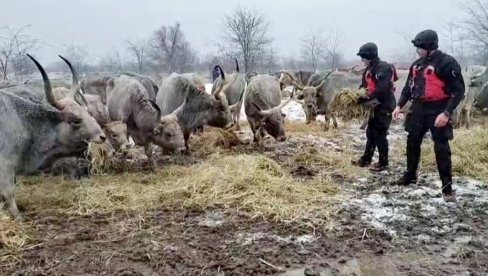 ДРАМА НА КРЧЕДИНСКОЈ АДИ - МУП УКЉУЧЕН У АКЦИЈУ: Стигао спас за животиње (ФОТО)