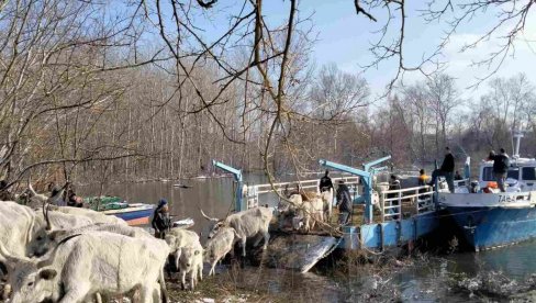 ŽIVOTINJAMA PREOSTALIM NA OSTRVU DONOSIĆE SE HRANA: Evakuacija stoke sa Krčedinske trebalo bi da se nastavi u subotu