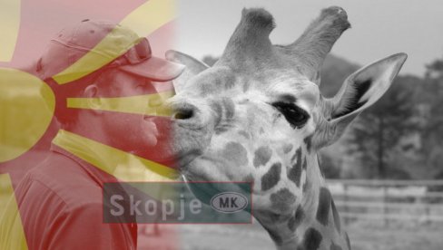 ПОТРЕСНА ПРИЧА: Преминуо чувар у скопском зоо-врту, након пар сати угинула и његова жирафа (ФОТО)