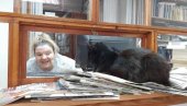 OGNJENKA SE ODOMAĆILA U ČITAONICI: Neobična crna mačka već osam godina svakodnevno dolazi u gradsku biblioteku u Vršcu