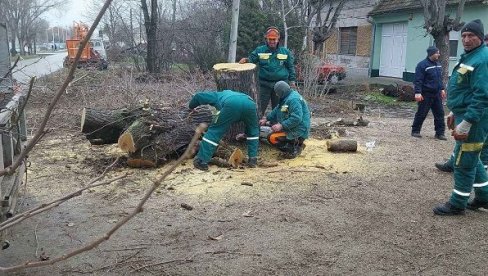 ZA SVAKO POSEČENO STABLO PO DVE NOVE SADNICE: Uklanjaju bolesno drveće iz vršačkih vrtića i škola