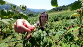 РЕКОРДНА ПОТРОШЊА ВОДЕ У УЖИЦУ: Малинари одврнули славине