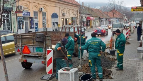 УЛИЦА ВУКА КАРАЏИЋА ЈОШ ЗЕЛЕНИЈА: Настављена садња степске вишње у чувеној улици у Вршцу