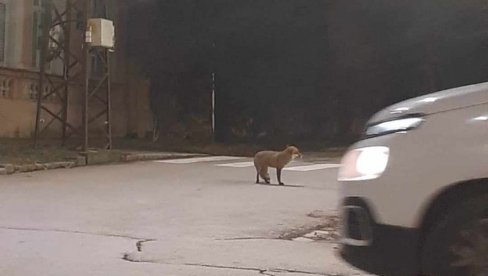 VRŠAC PLAĆA ODSTREL ŠAKALA I LISICA: U potrazi za hranom silaze u naseljena mesta i prave štetu