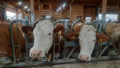 КАМЕЊЕ ИЗ ЖЕЛУЦА ВРЕДНИЈЕ ОД - ЗЛАТА: Помама међу сточарима, 28 грама је вредно чак 5.000 евра