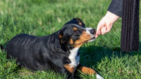 MNOGI OVO RADE, A MOŽE BITI OPASNO: Evo zašto ne treba da pružate ruku da je pas pomiriše