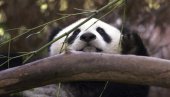 KINA OBNAVLJA PANDA DIPLOMATIJU: Si planira poslati novi par životinja ovoj državi