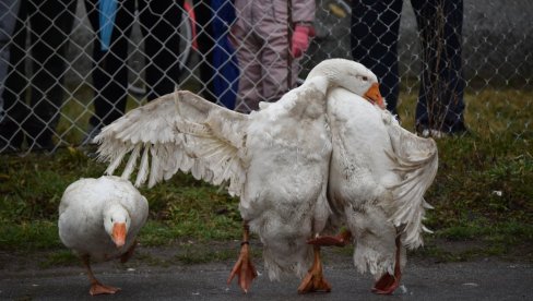 U DUELU ŽUĆKO I CRVENI: Nadmetanje najjačih gusana na finalu 38. Gusanijade sutra u Mokrinu (FOTO)