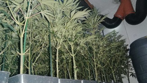 ОТКРИВЕНА ЛАБОРАТОРИЈА МАРИХУАНЕ КОД ЧАЧКА: У кући му нађено 128 стабљика канабиса - Чачанину стављене лисице на руке