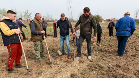 ZASAĐENO 200 SADNICA: Akcija pošumljavanja u Novim Kozarcima kod Kikinde