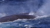 PRVI PUT U 114 GODINA: Severnoatlantski kit viđen u irskim vodama