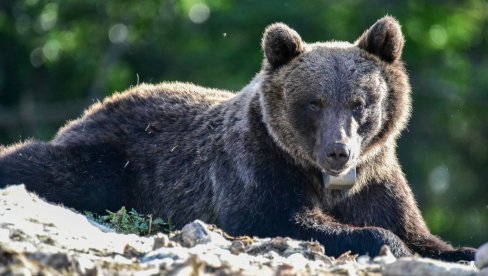 НЕЗВАНИ ГОСТИ: Два медведа нашла нови дом у кућама евакуисаним због пожара