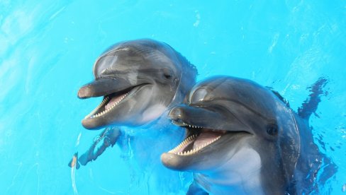 ТУЖАН ПРИЗОР: Два делфина пронађена мртва на обали реке Темзе