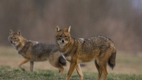 ZAŠTITIMO PRIRODU: Zdrava životna sredina je osnova zdravog društva