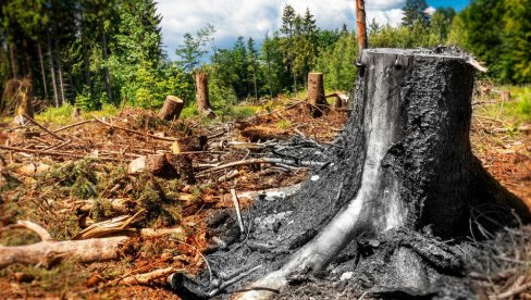 HOROR U OKOLINI SURDULICE: Stradao prilikom seče šume