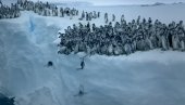 ПРВИ ПУТ ЗАБЕЛЕЖЕНО КАМЕРОМ: Седамсто младунаца пингвина скакало са ледене литице (ВИДЕО)