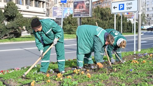 ZIMUS I PROLETOS POSAĐENO 2.600 STABALA: Nastavlja se ozelenjavanje novosadskih ulica i bulevara (FOTO)