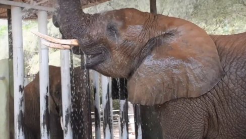 СКИДАЊЕ ТЕМПЕРАТУРЕ: Погледајте како расхлађују слона у афричком зоо врту (ВИДЕО)