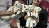 ВАКЦИНА ПРОТИВ АЛЕРГИЈА НА МАЧКЕ: Припрема се за клиничка испитивања на људима