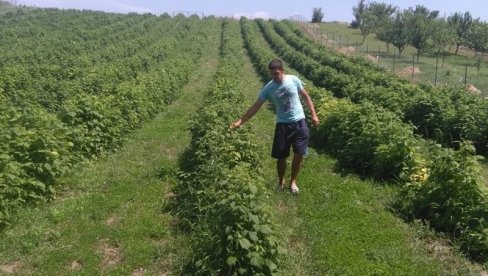 ОГЛАСИЛО СЕ МИНИСТАРСТВО ПОЉОПРИВРЕДЕ: Повећани подстицаји за засаде воћака и хмеља