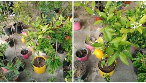 KIVI BUJA I NA BALKANU: Promena klimatskih uslova u RS omogućila i uzgajanje tropskog voća