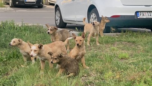 ПСИ НА СИГУРНОМ ЧЕКАЈУ НОВИ ДОМ:  На панчевачком Кеју Радоја Дакића пре пар дана остављено осам штенаца