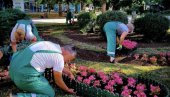 VELIKO PROLEĆNO UREĐENJE SMEDEREVA: Sadi se cveće, kosi trava, uređuje grad (FOTO)