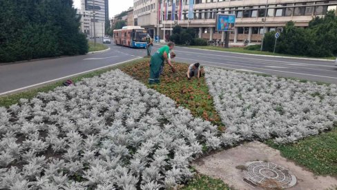 НА ТРГУ СЛОБОДЕ 18 ЦВЕТНИХ ЖАРДИЊЕРА: Почело летње улепшавање Новог Сада (ФОТО)