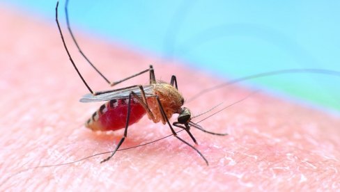 ШИРЕ БОЛЕСТИ КАО ШТО СУ ДЕНГА ГРОЗНИЦА И ЗИКА ВИРУС: Заштитите се од убода комараца